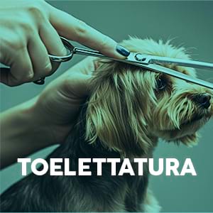 Toelettatura